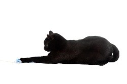 blackcatlyingdown_small.jpg
